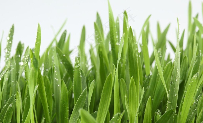 绿草 雨水图片