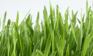 绿草 雨水图片