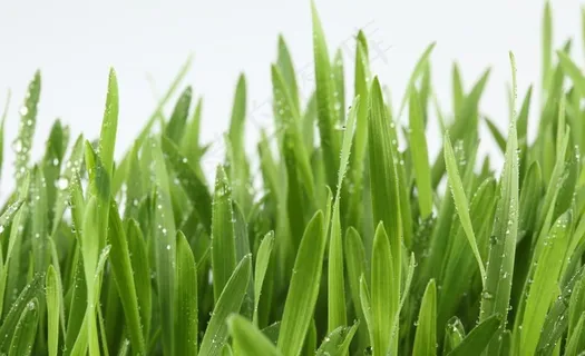 绿草 雨水图片 绿草 雨水图片