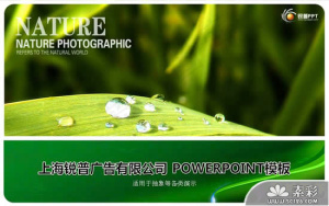 清新绿叶晶莹水珠PPT模板预览图