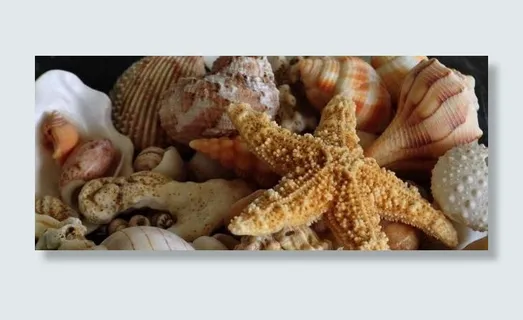 海星图片 海星图片