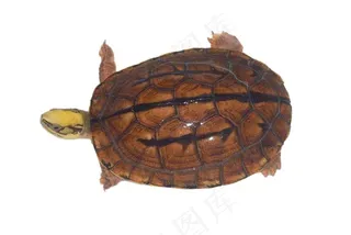 金钱龟免抠素材PSD分层