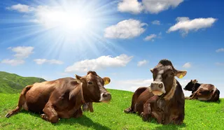 草地上的黄牛图片