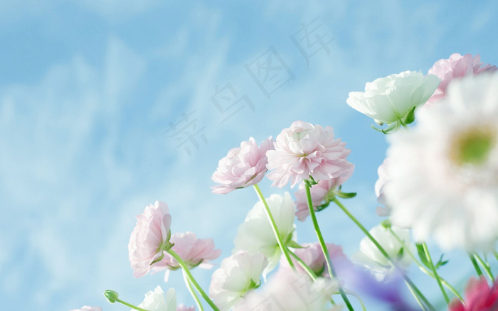 蓝天花朵背景素材