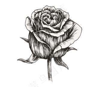 手绘花朵素材05-矢量素材