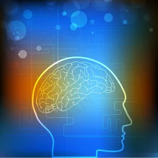 向量的医学背景或模板与人类脑图