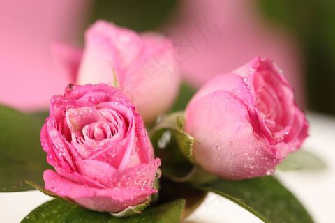 粉色玫瑰花静物设计素材 粉色玫瑰花静物设计素材