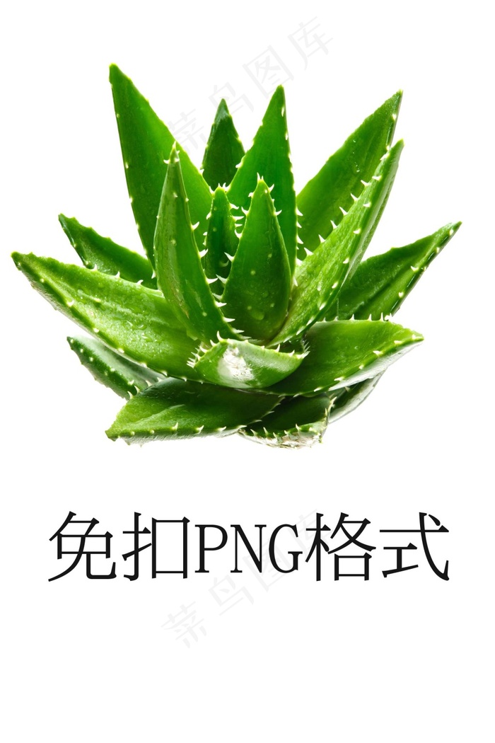 清新芦荟 绿色植物psd模版下载