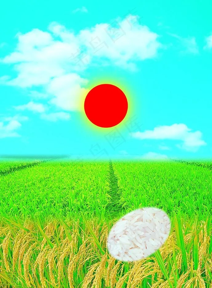 水稻图片(2953X4252(DPI:300))psd模版下载