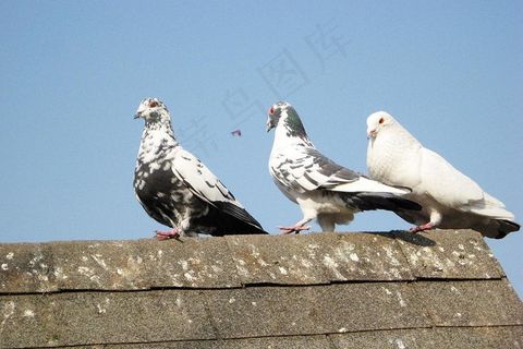 鸽子图片