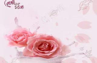 玫瑰图片