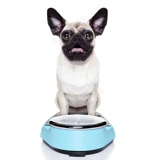 站在称上的狗图片