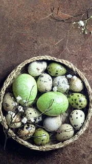 鸟蛋高清摄影图片