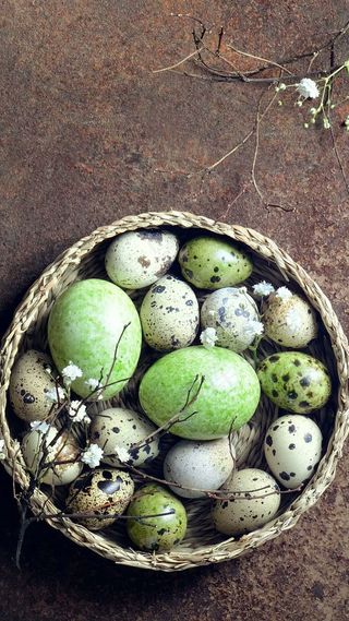 鸟蛋高清摄影图片