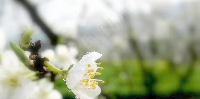 李花图片