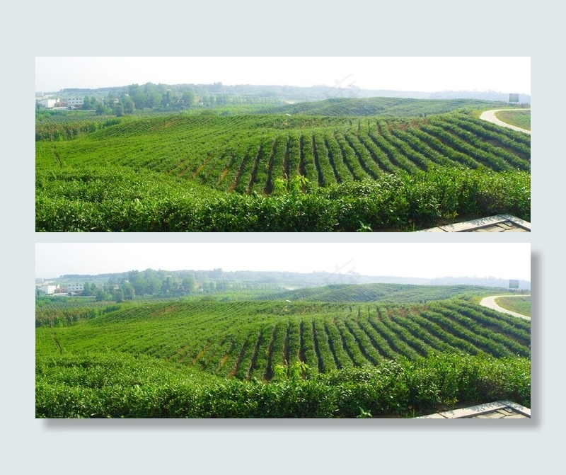 茶园风景图片