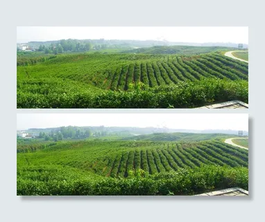 茶园风景图片