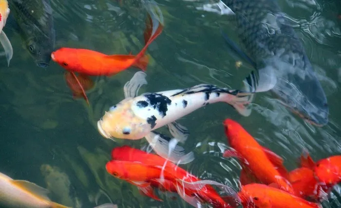 游鱼 锦鲤图片