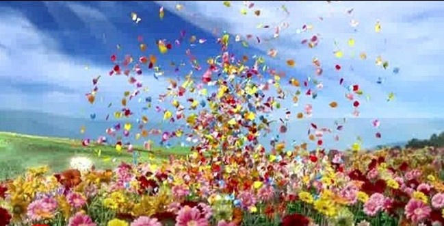 鲜花蓝天
