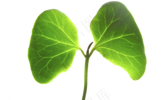 树叶图片