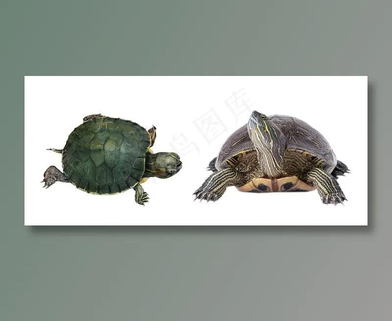 乌龟免抠素材PSD分层(5205X2266(DPI:300))psd模版下载