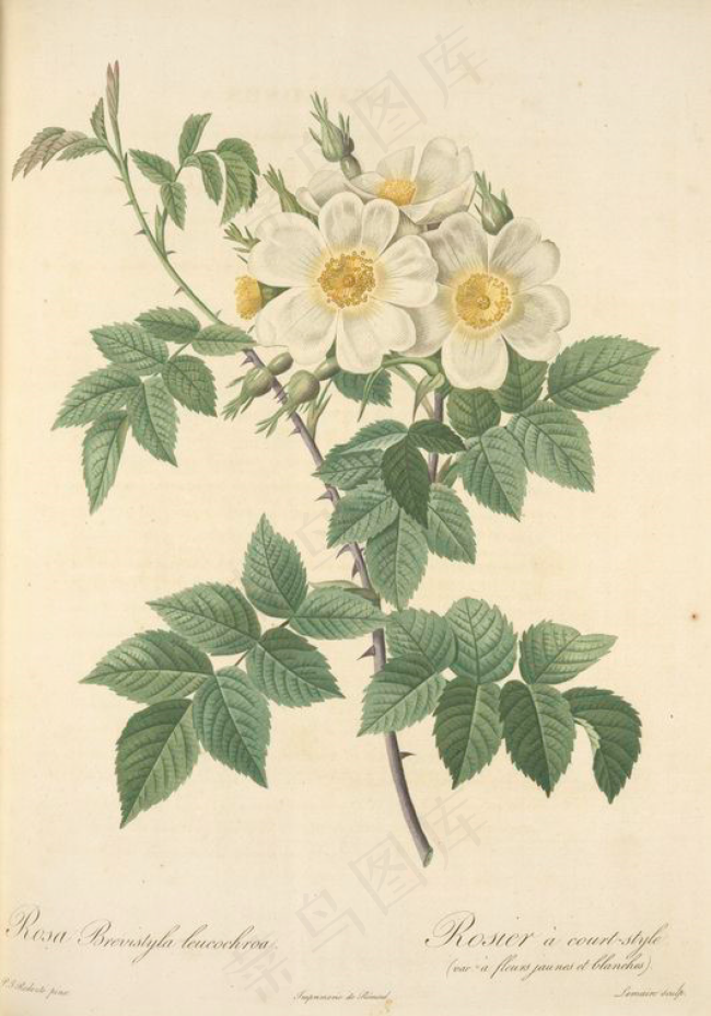 手绘玫瑰白玫瑰