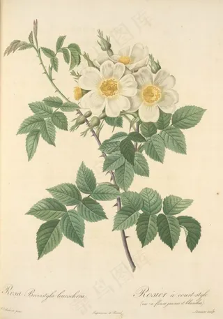 手绘玫瑰白玫瑰