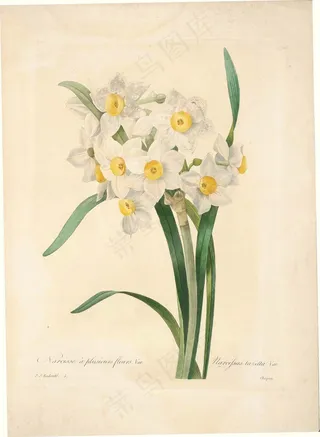 复古手绘白色素雅花卉矢量素材