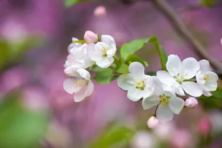 怒放的白色樱花特写图片图片