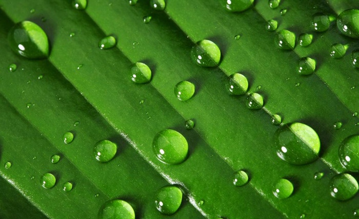 水珠与绿叶图片