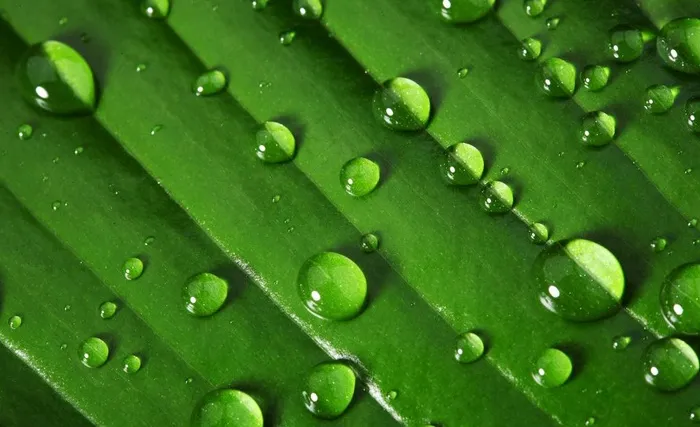 水珠与绿叶图片
