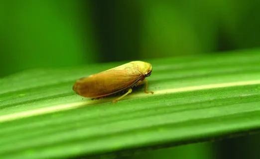 昆虫蝉图片 昆虫蝉图片
