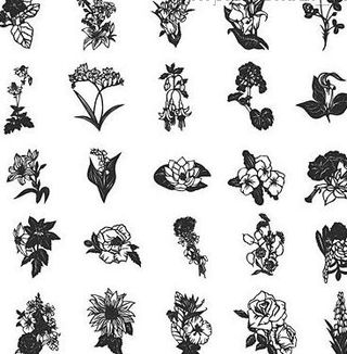 25款各种线描花卉图片