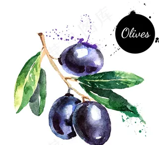 手绘水彩橄榄矢量素材