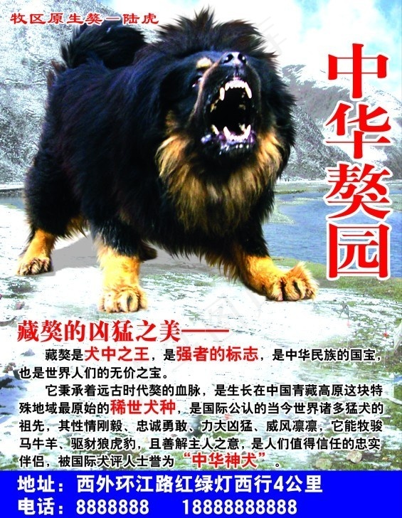 中华獒犬psd模版下载