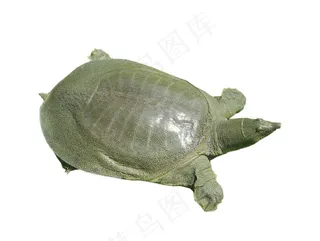 甲鱼免抠素材PSD分层