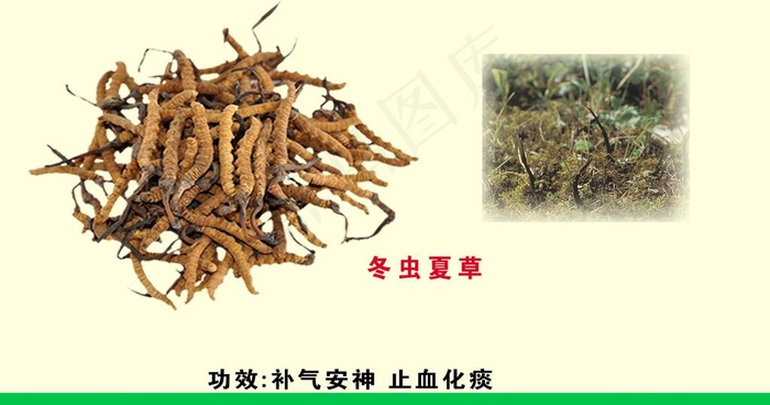 药品 冬虫夏草图片psd模版下载