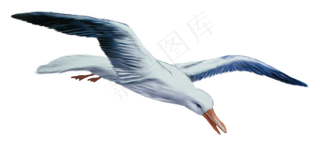 动物免抠png图片ps素材飞鸟