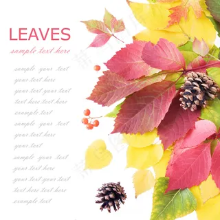 树叶背景素材图片