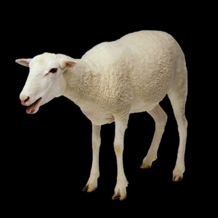 羊免抠素材PSD分层 (1)