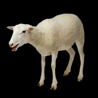 羊免抠素材PSD分层 (1)