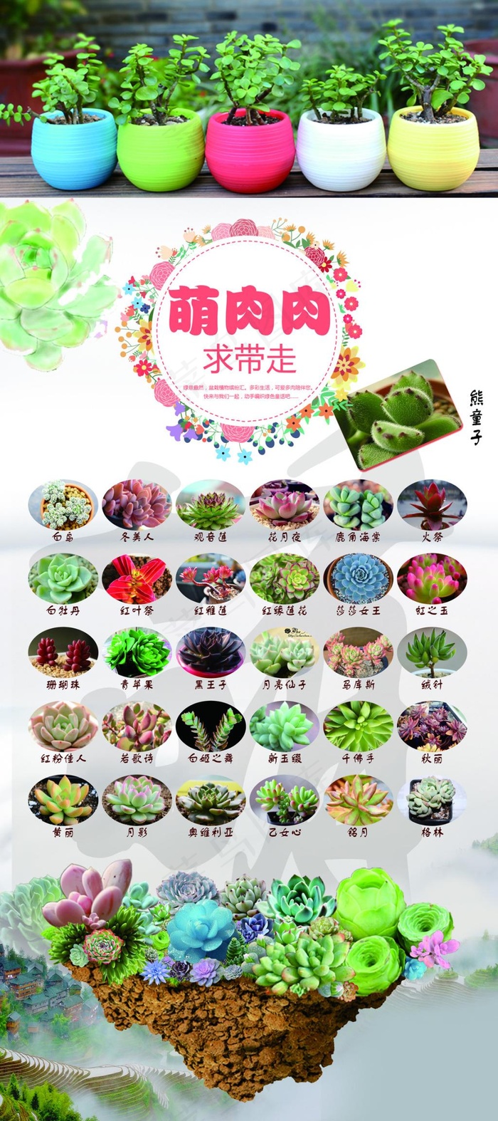 多肉植物展架psd模版下载