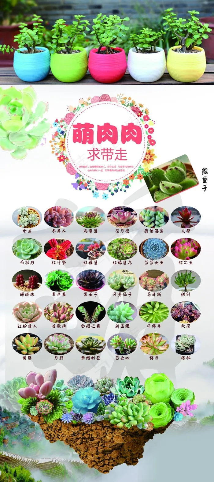 多肉植物展架psd模版下载