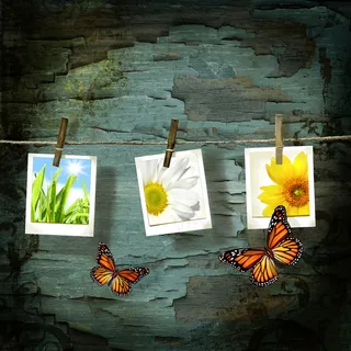 好看的蝴蝶相框