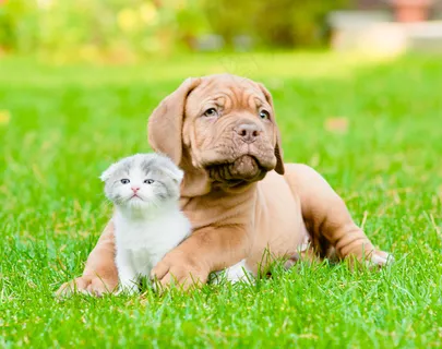 草地上的小猫小狗 草地上的小猫小狗