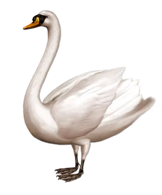 免抠png图片ps素材天鹅