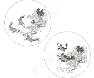 荷花戏鲤鱼图片