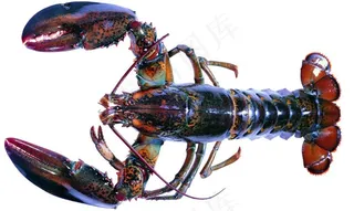 龙虾图片