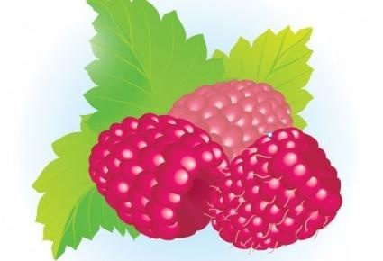 免费的覆盆子矢量插画eps,ai矢量模版下载