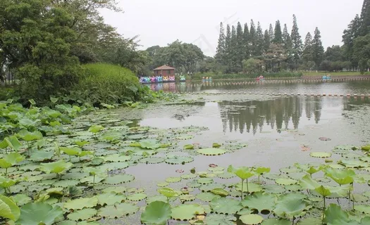 昆山亭林公园风景画图片 昆山亭林公园风景画图片